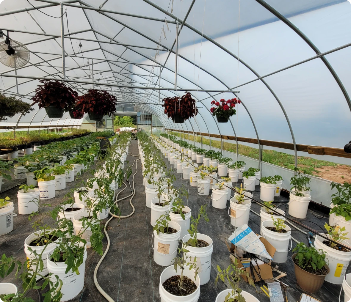 Greenhouse with potted plants and hanging baskets.