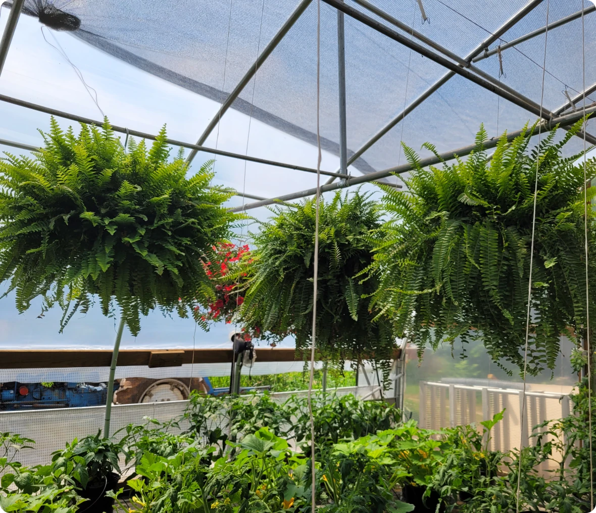 Hanging ferns in a greenhouse environment.