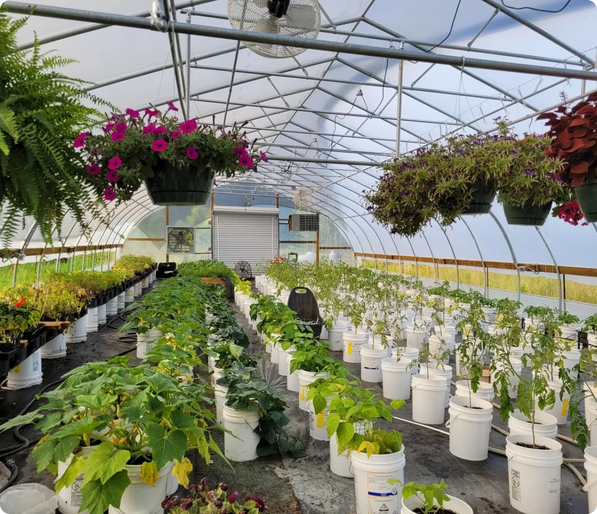 Greenhouse filled with plants in pots.