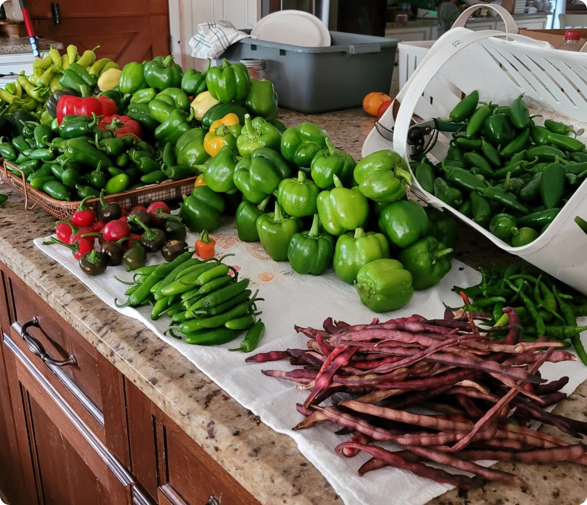 Assorted fresh peppers and beans on kitchen counter.