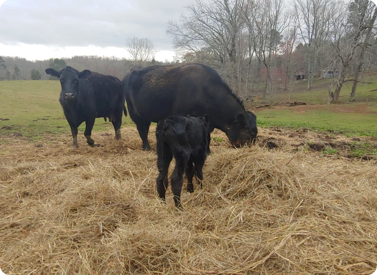 Cows and calf grazing on hay.