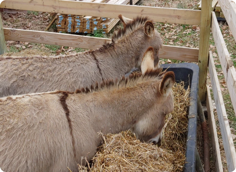 Donkeys eating hay in a wooden pen.
