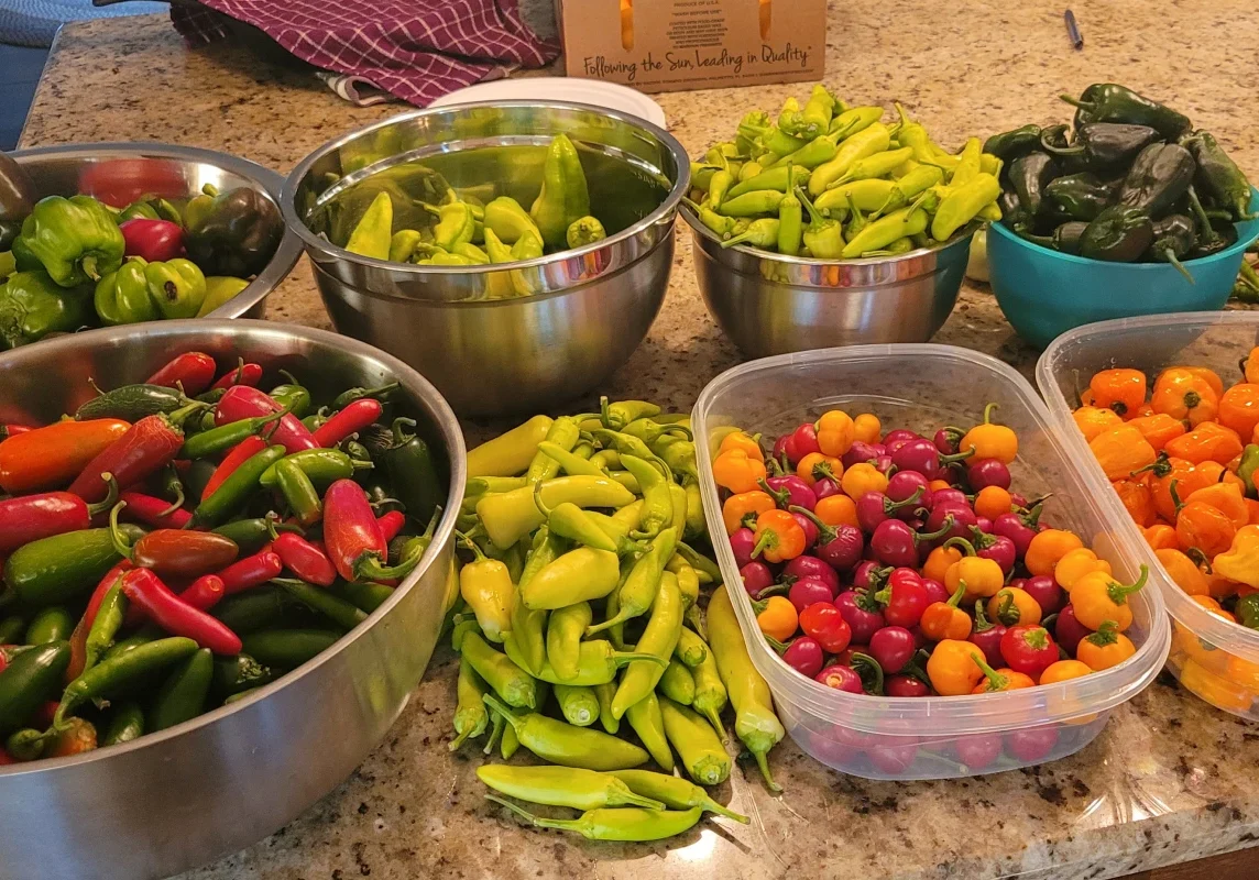 Various colorful peppers arranged in bowls.